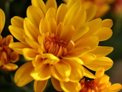Quentova Chrysanthemum flower-7E-KTL Seed(75 per packet)