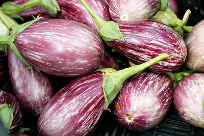 UGRA Brinjal Melongene Guinea Italian Squash Seed(3000 per packet)