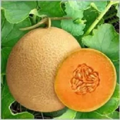 VibeX VVI-38 - Durgapura Madhu Muskmelon - (450 Seeds) Seed(450 per packet)