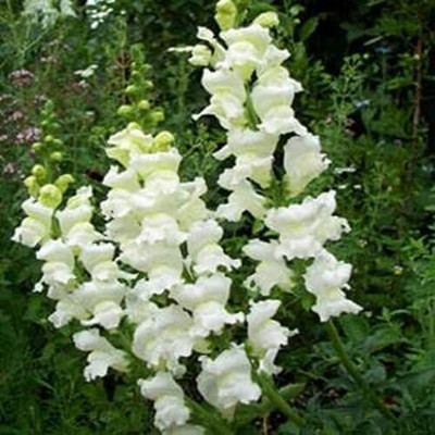 Aywal Antirrhinum/Snapdragon/Dog Flower Dwarf Flower Seed(100 per packet)