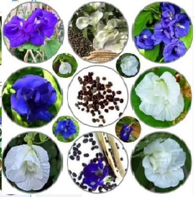 NurseryFriends Multi-Color Flower Seeds, Clitoria Ternatea (22 Per Packet) Seed(20 per packet)