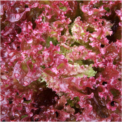 VibeX ® LXI-471 Lollo Rosso Lettuce Seeds Seed(200 per packet)