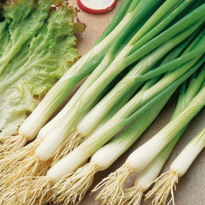 KNESSiN White Lisbon Salad Onion Seeds for Terrace Gardening-(300 Seeds) Seed(300 per packet)