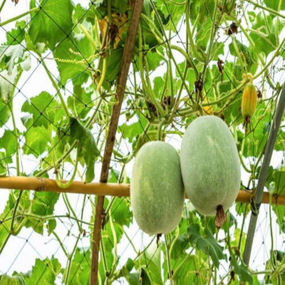 CYBEXIS ATS-16 - Native Ash gourd|Benincasa hispida|Wax gourd - (100 Seeds) Seed(100 per packet)