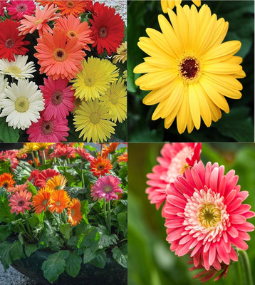 ibains Gerbera flower seeds multicolour beez 20 Seed(20 per packet)