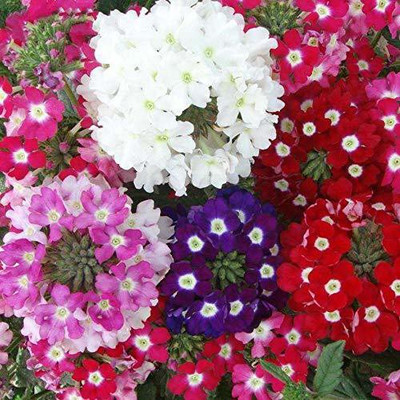 ACCELCROP Verbena Mix Seed(60 per packet)