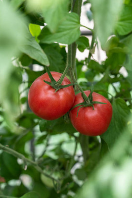 XOLDAA tomato Seed(110 per packet)