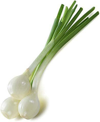 VibeX KGF -71 - Crystal White Wax Onion - (4500 Seeds) Seed(4500 per packet)