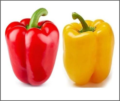 KANAYA Shimla mirch Seed(250 per packet)
