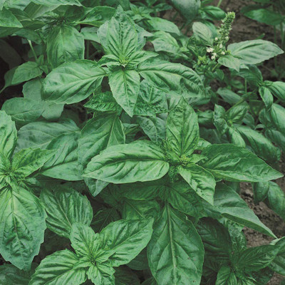 CYBEXIS LX-47 - Organic Genovese Sweet Basil - (4500 Seeds) Seed(4500 per packet)