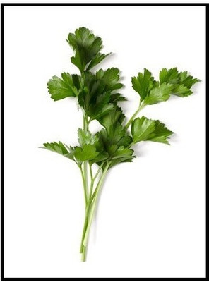 KNESSiN F1 Hybrid Parsley Seeds Seed(500 per packet)