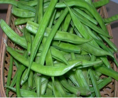 Quentova Cluster Beans Seeds Seed(50 per packet)