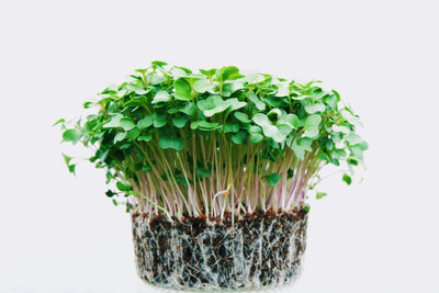 CYBEXIS Mild Micro Salad Leaf Seed(1400 per packet)