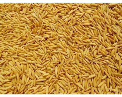 BDSresolve Dhan Paddy Seeds Vadlu For Pooja, Germination Seed(1900 per packet)
