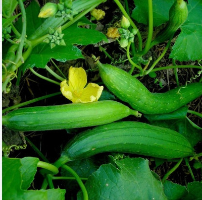 UGRA SPONGE GOURD Seed(40 per packet)