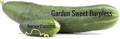 CYBEXIS XLR-23 - Garden Sweet Cucumber - (1350 Seeds) Seed(1350 per packet)