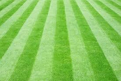Dbbrothers lawn grass seeds for park pack of 6500 Seed(6500 per packet)