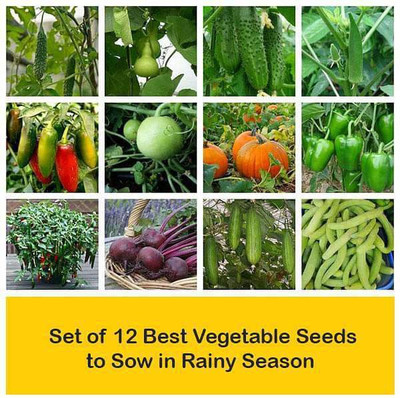 CYBEXIS Combo of 12 Best Vegetable Seeds to Sow in Rainy Season Seed(10 g)