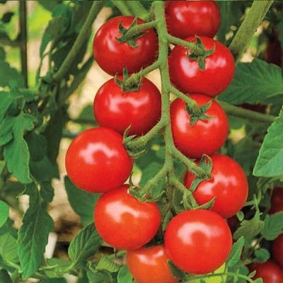 Biosnyg Tomato F1 Hybrid Sachriya - Vegetable Seeds-[100 Seeds] Seed(100 per packet)