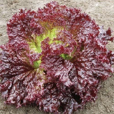 CYBEXIS Lettuce LOLLO ROSSA Seeds2000 Seeds Seed(2000 per packet)