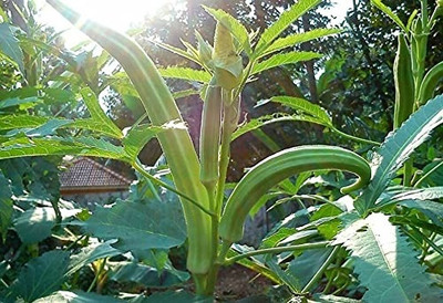 Qualtivate HYB-1A Elephant Tusk Okra Seeds Seed(350 per packet)