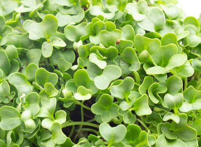CYBEXIS Russian Gobhi Seed(2800 per packet)