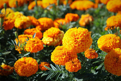 VIVETHAN marigold,gende ka phool seeds Seed(21 per packet)