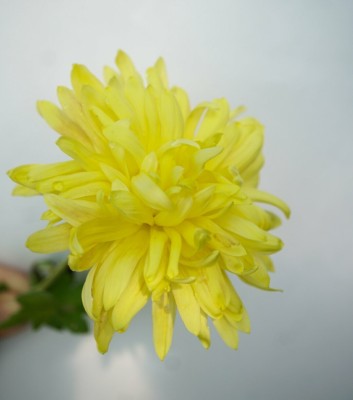 Quentova Chrysanthemum Flower-9T-CTU Seed(100 per packet)