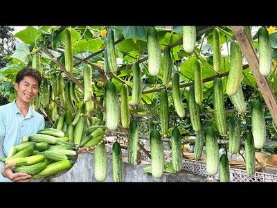 DEYS AGRO ™ cucumber seeds,bij plant Seed(105 per packet)