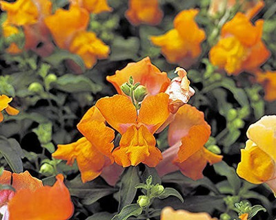 MAA Antirrhinum Seed(104 per packet)