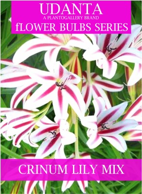 Udanta Crinum Lily Multicolor Flower Bulbs - Pack Of 5pcs Seed(5 per packet)