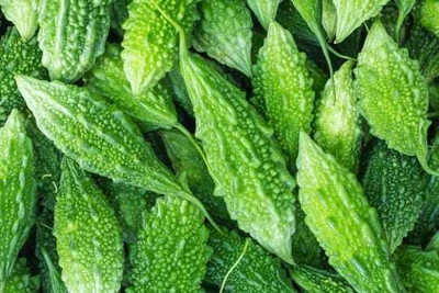 WILLWE F1 BEST QUALITY BITTER GOURD SEEDS Seed(33 per packet)