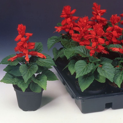 Lorvox Salvia Mixed Seed(70 per packet)