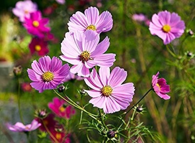 Qualtivate NBIR-53 Cosmos Flower F1 Hybrid Seeds Seed(25 per packet)