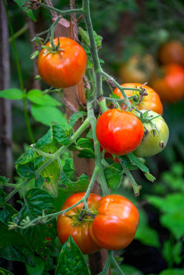 bheeshma tomato Seed(75 per packet)