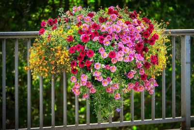 BJUBAS All season flower seeds pack of 64 Seed(64 per packet)