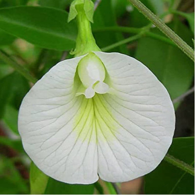 Pbevergreen Aparajita Seed(50 per packet)
