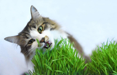 CYBEXIS LXI-22 - Cat Wheatgrass - (7500 Seeds) Seed(7500 per packet)