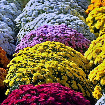 BDSresolve Chrysanthemum mix flower seeds PACK OF 20 Seed(20 per packet)