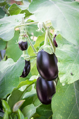 Kodali Hybrid F1 Brinjal Seeds Pack Of 64 Seed(64 per packet)