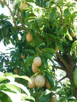MAA Chikoo, Sapota, Chiku Seed(10 per packet)