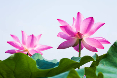 Shudh Online lotus,kamal gatta Seed(12 per packet)