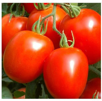 KNESSiN LXI-83 Vaishali Tomato Seed(200 per packet)