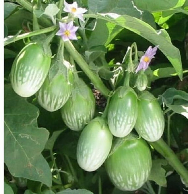 Biosnyg Green Round Brinjal White Egg plant (400 Seeds) Seed(400 per packet)