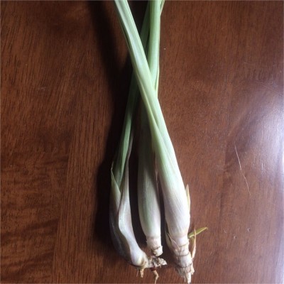 Quentova लेमन ग्रास/Lemon grass (Cymbopogon citratus)-XLR-8X Seed(25 per packet)