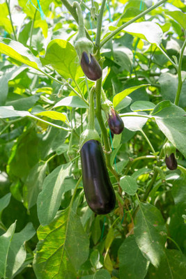 Kodali Hybrid F1 Brinjal Seeds Pack Of 72 Seed(72 per packet)