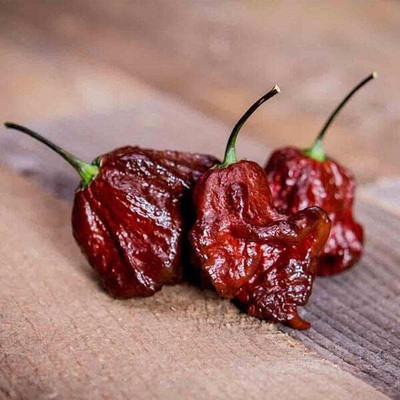 Qualtivate GBPT-4A CPR Chocolate Primo Reaper Chilli Seed(300 per packet)