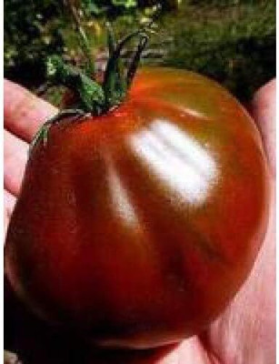 Biosnyg Organic Black Truffle Tomato Summer Vegetable Seeds For Gardening - (1000 Seeds) Seed(100 per packet)