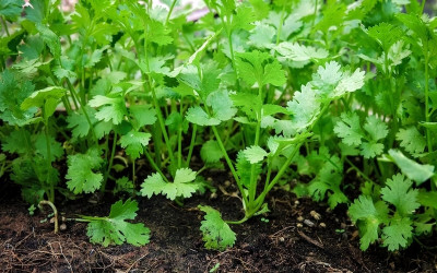SEEDARIA coriander/dhaniya seeds for planting high germination rate Seed(275 per packet)