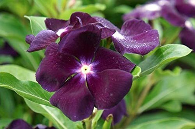 Lorvox Vinca Mixed Flower Seed(16 per packet)